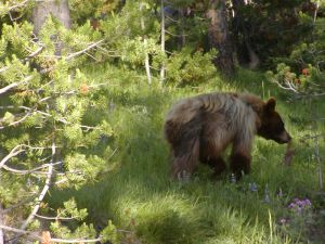 Grizzly at Yellowstone National Park. Photo Credit: Gene Hailson.