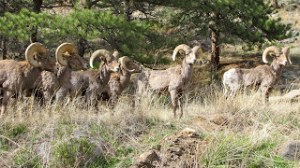 Bighorn Sheep in Estes Park, Colorado.