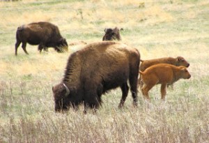 Bison in Custer State Park, South Dakota.