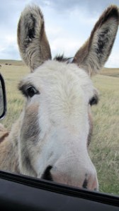 One of the "Beggin' Burros" at my window looking for a handout
