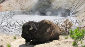 Bison at the Mud Volcano.Photo Credit: Donna Hailson.