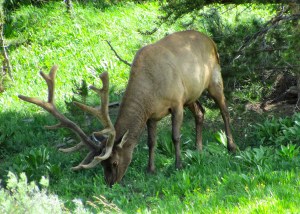 Yellowstone.Photo by Donna Hailson