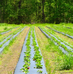 Strawberry field