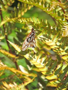 But these are flowers  that fly and all but sing: And now from having ridden out desire  They lie closed over in  the wind and cling Where wheels have freshly sliced the April mire.  – Robert Frost