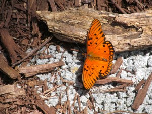 “The butterfly is a flying flower, the flower a tethered butterfly.” – Ponce Denis Ecouchard Lebrun