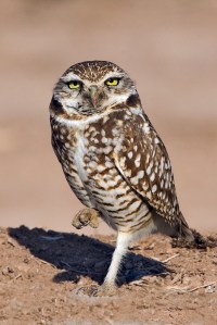 Burrowing owl Photo by Alan D. Wilson, www.naturespicsonline.com.