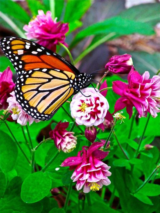 11800597_966177390071058_7955914841801164121_n-1