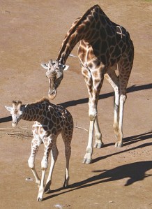 Giraffes, Auckland Zoo. Photo by Moriori.