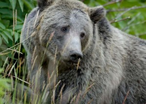 “My favorite animal in the park is the grizzly, iconic, graceful, and with eyes that seem to know, and what they know is sad.” – Danielle Rohr, Denali Skies Female grizzly eating grass.