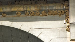 Swallow nests on the underside of the Isaac Peterson Bridge (aka the Rogue River Bridge) at Gold Beach