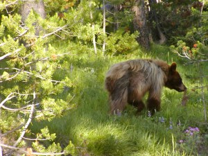 Grizzly in Yellowstone