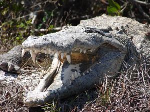 Crocodile. Photo by Steven Hillebrand, U.S. Fish and Wildlife Service.