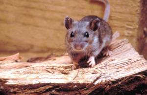 Deer Mouse. Photo by Centers for Disease Control and Prevention.