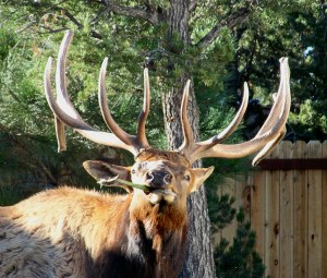 The bull elk that held us hostage while he had a snack outside our RV door.