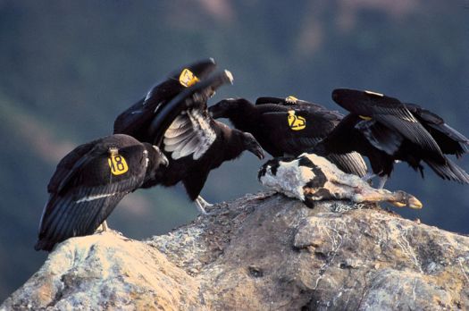 Juvenile California Condors. Photo by the U.S. Fish and Wildlife Service.