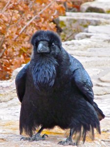 Fluffing Raven, Grand Canyon National Park
