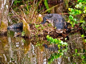 American Alligator