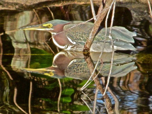 Took me a few moments to notice this Green Heron in a canal across from the gallery. The larger herons stand prominently in the open parts of wetlands while these smaller relatives tend to be found at the edges, concealed in vegetation.