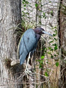 Little Blue Heron Big Cypress National Preserve, Florida