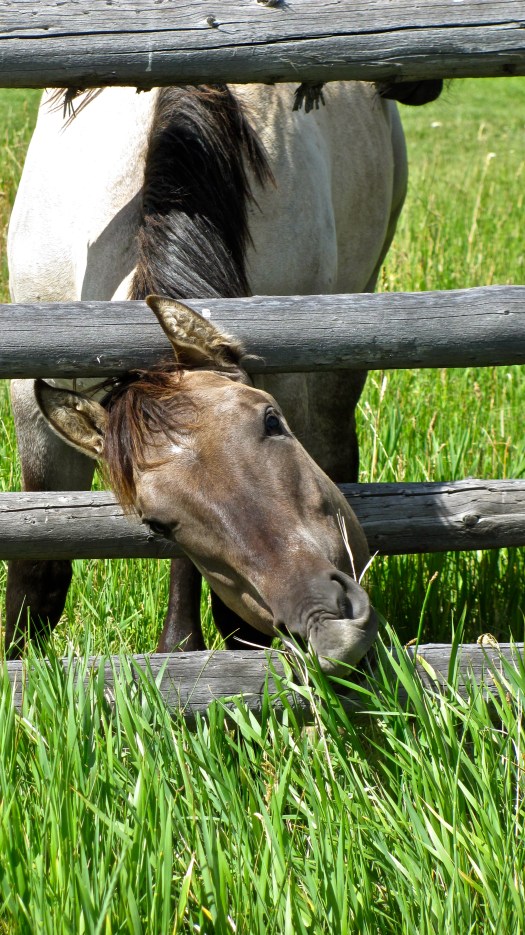 The Grass is Always Greener