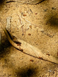 There were very few moments when one could stop to take a photo without being covered with ants. This was one of those moments.