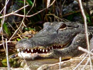Alligator, Big Cypress National Preserve, Ochopee, Florida.