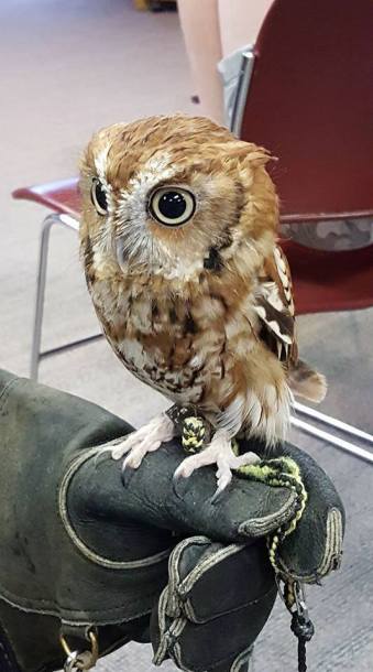 22406087_1617432518278872_5928232153397602098_n