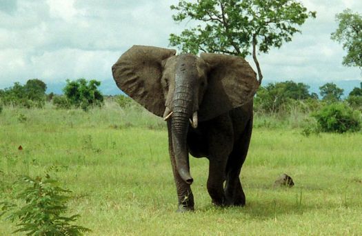 800px-African_Bush_Elephant_Mikumi