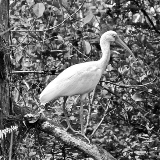 1505585_873029882719143_2597806142036331123_n